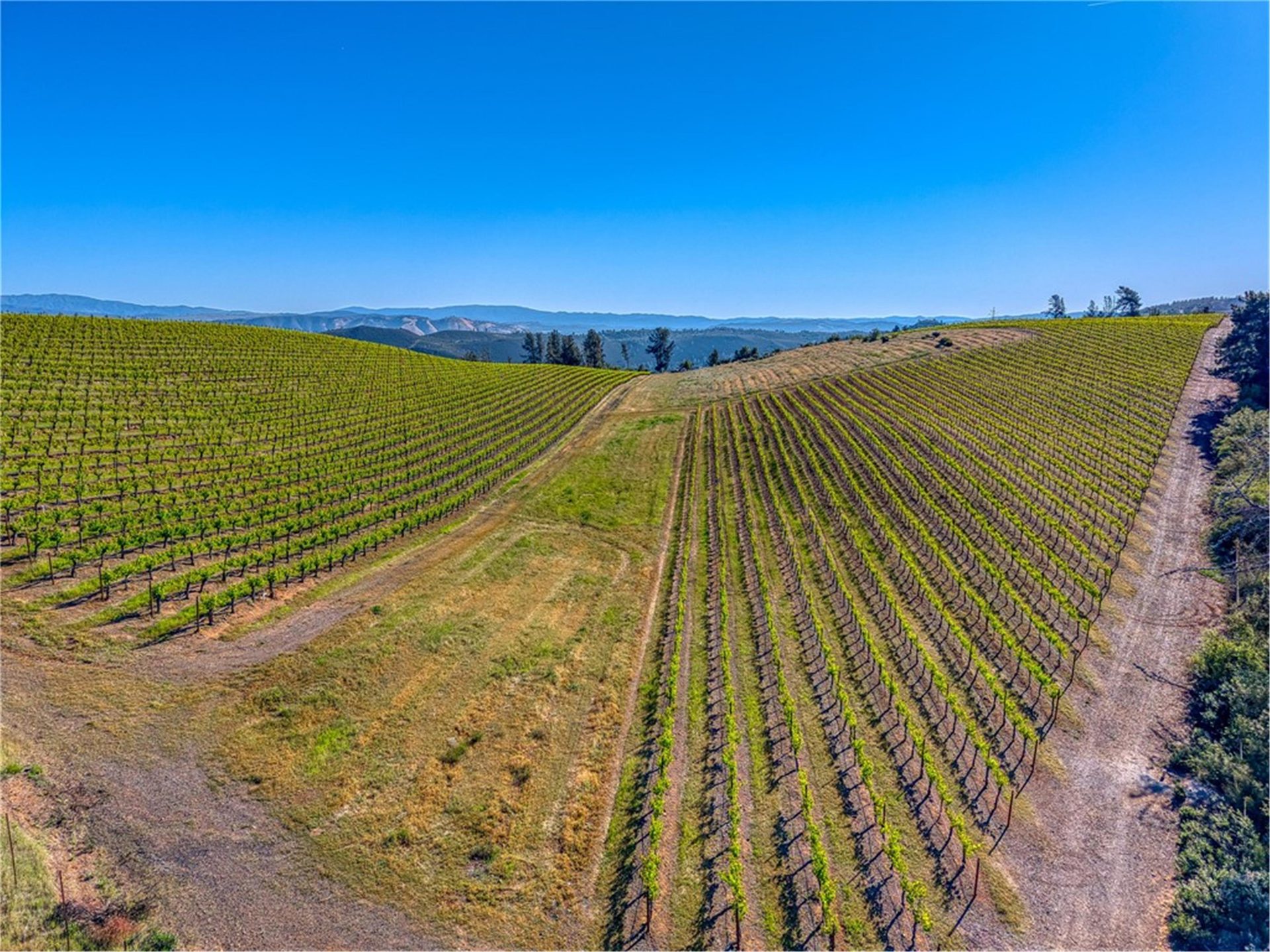 Vineyard rows from above