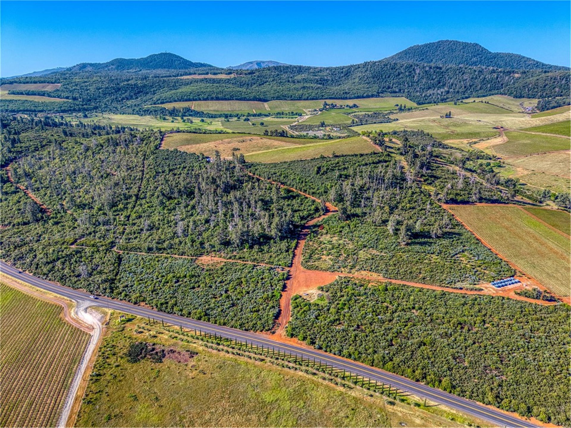 Mid-vineyard view