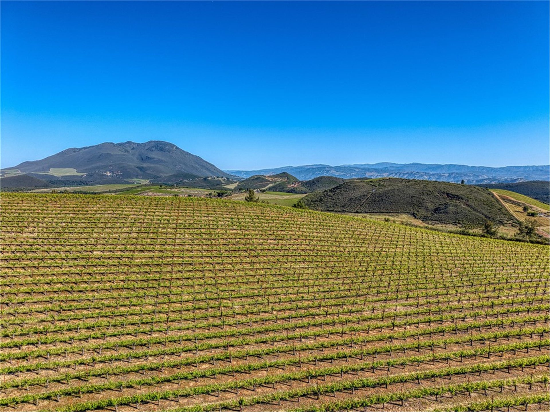 Cabernet rows running down the hillside