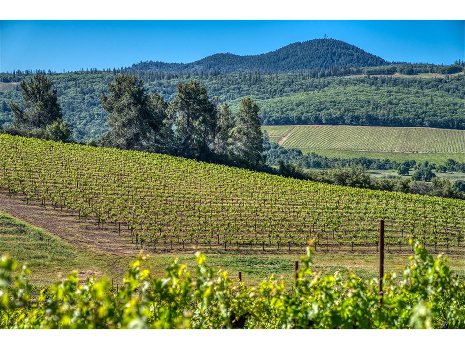 Vineyard crossroads