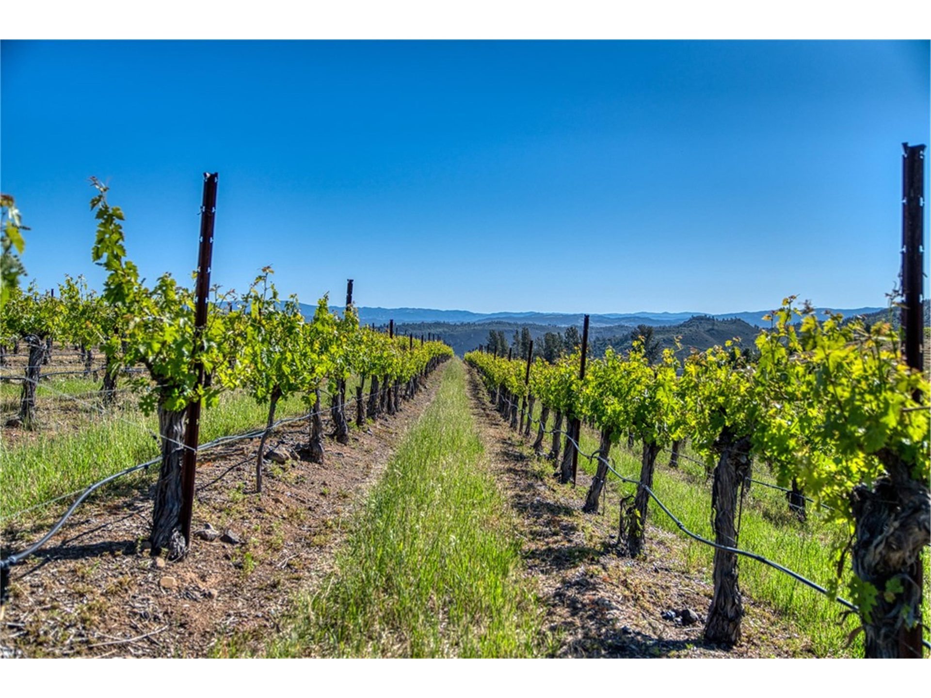 Konocti behind vineyard rows